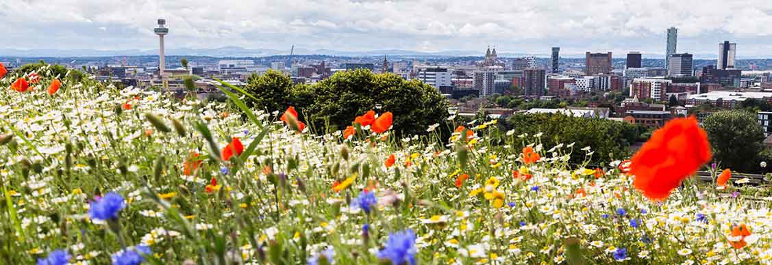 Flower garden in outer area of building