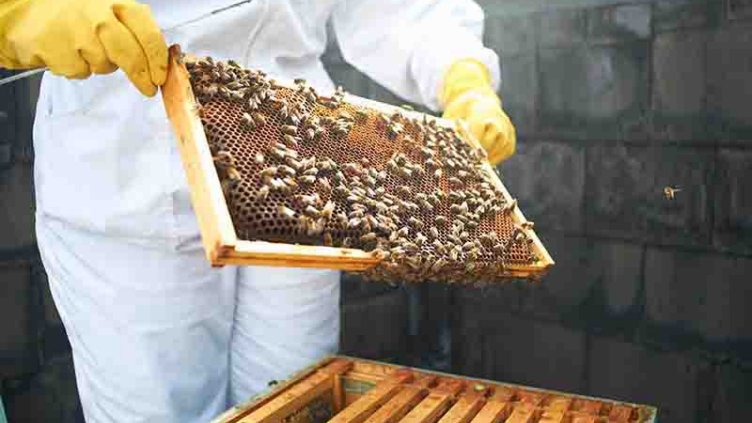 Beekeeper holding frame with bees and harvesting honey